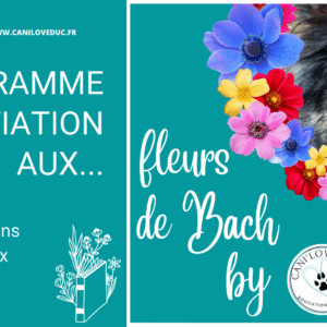 Programme d'initiation à la Florathérapie (fleurs de Bach) pour Humains et Animaux