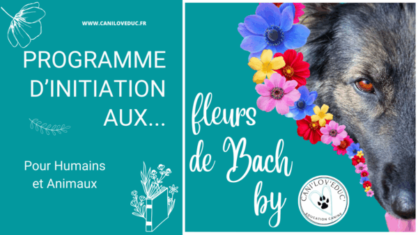 Programme d'initiation à la Florathérapie (fleurs de Bach) pour Humains et Animaux