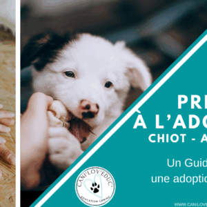 Guide gratuit : Bien se préparer pour une adoption réussie !